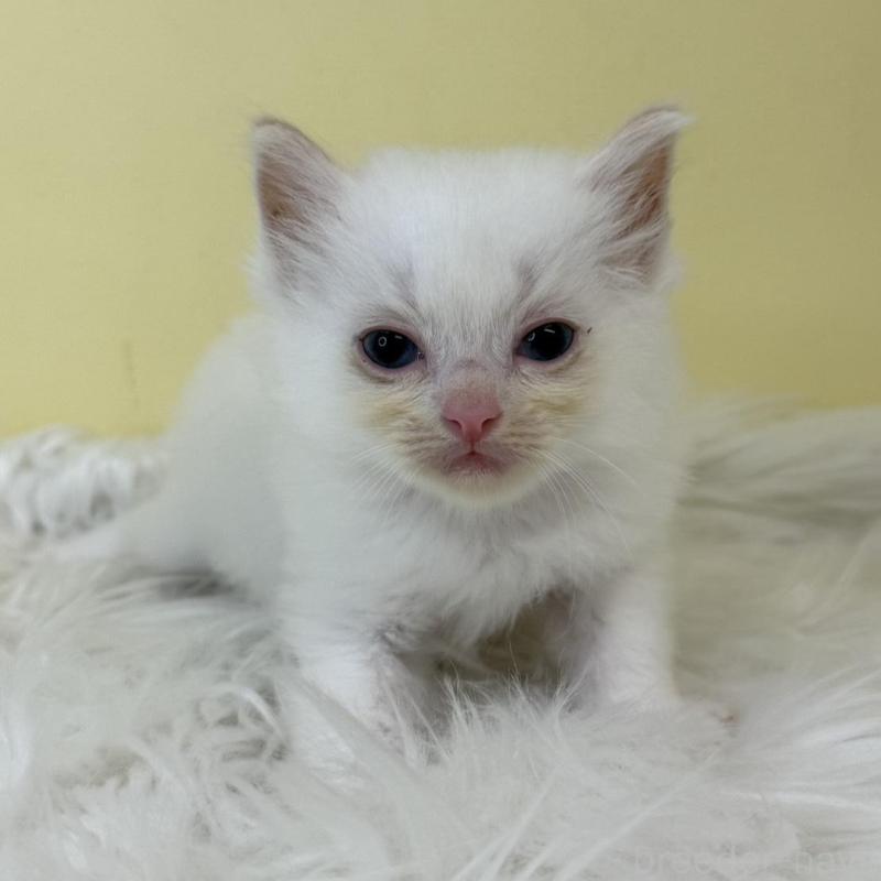 販売中の埼玉県のラグドール-137215の3枚目