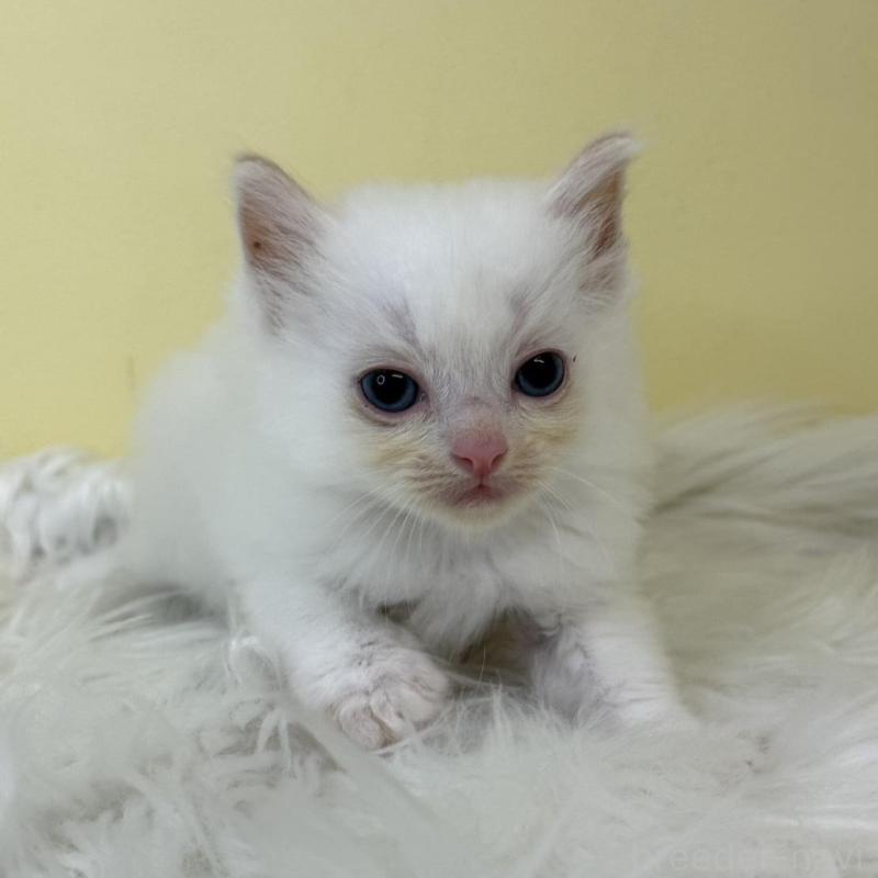 販売中の埼玉県のラグドール-137215の2枚目