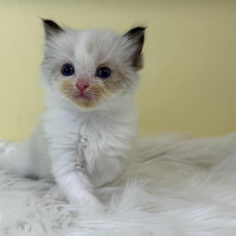 販売中の埼玉県のラグドール-137216の4枚目