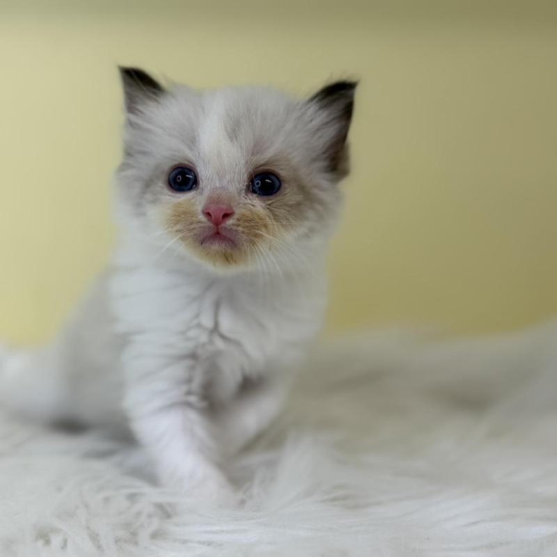 販売中の埼玉県のラグドール-137216の3枚目