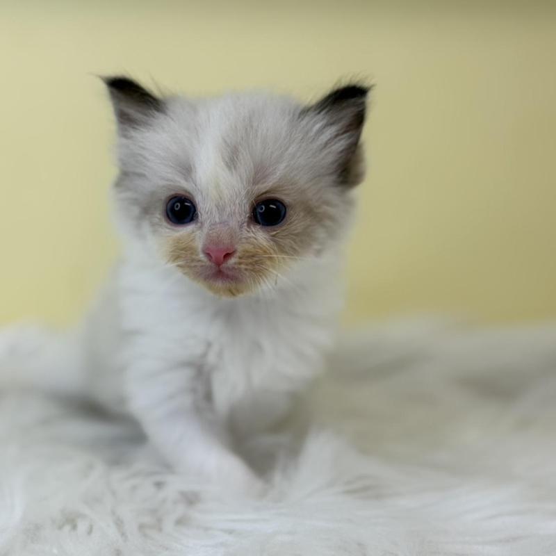 販売中の埼玉県のラグドール-137216の2枚目