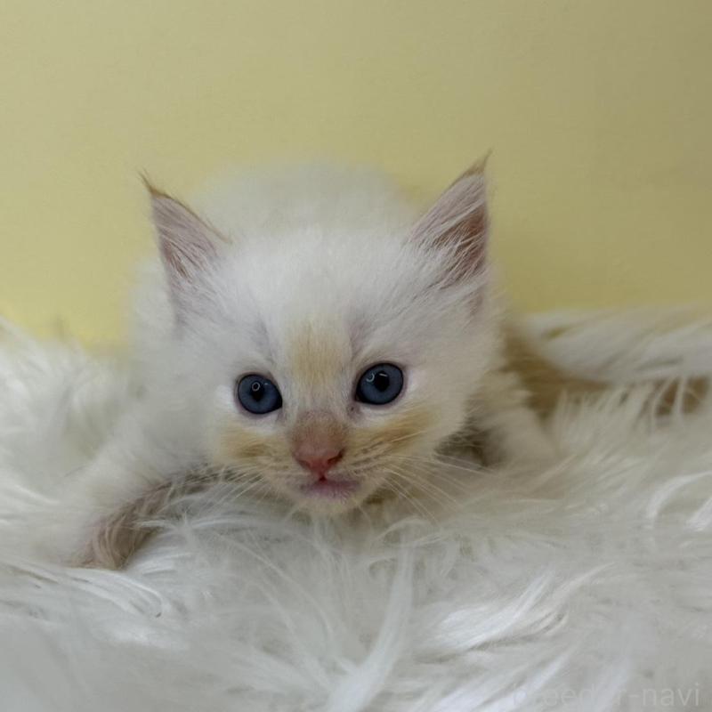 販売中の埼玉県のラグドール-137218の4枚目