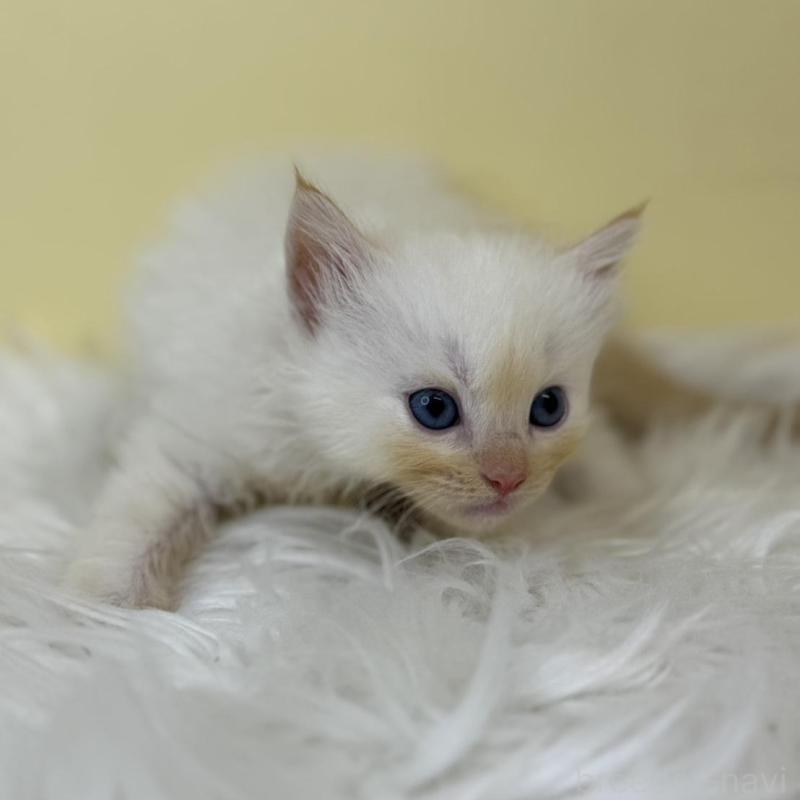 販売中の埼玉県のラグドール-137218の2枚目