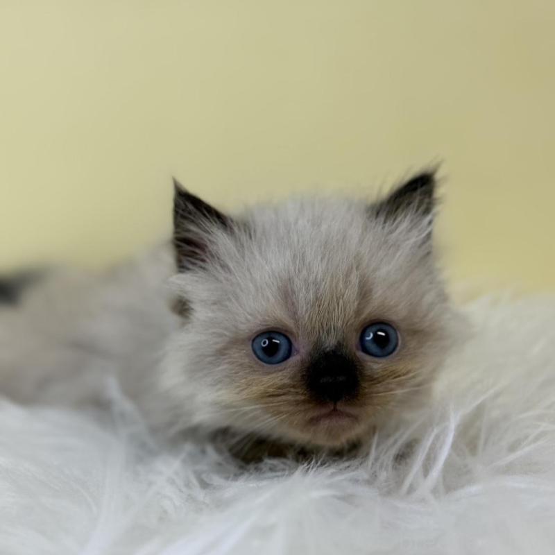 販売中の埼玉県のラグドール-137219の1枚目