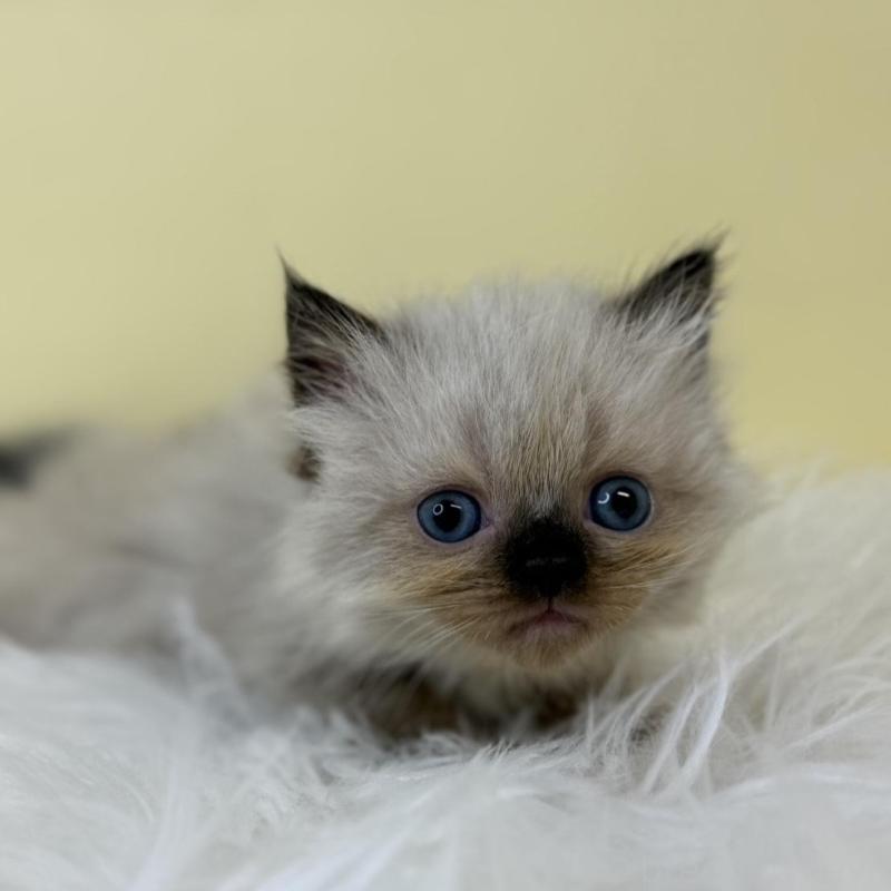 販売中の埼玉県のラグドール-137219の4枚目