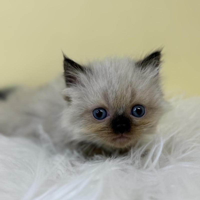 販売中の埼玉県のラグドール-137219の3枚目