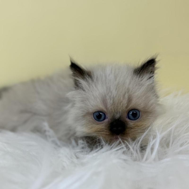 販売中の埼玉県のラグドール-137219の2枚目