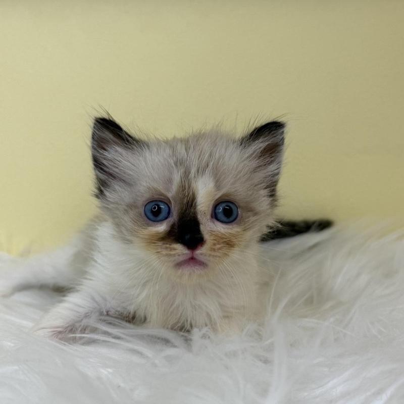 販売中の埼玉県のラグドール-137220の1枚目