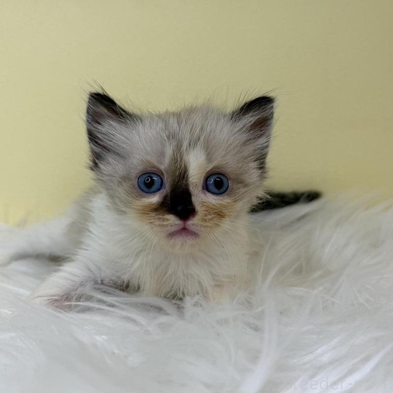 販売中の埼玉県のラグドール-137220の4枚目