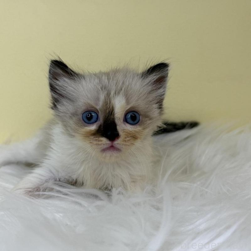 販売中の埼玉県のラグドール-137220の3枚目