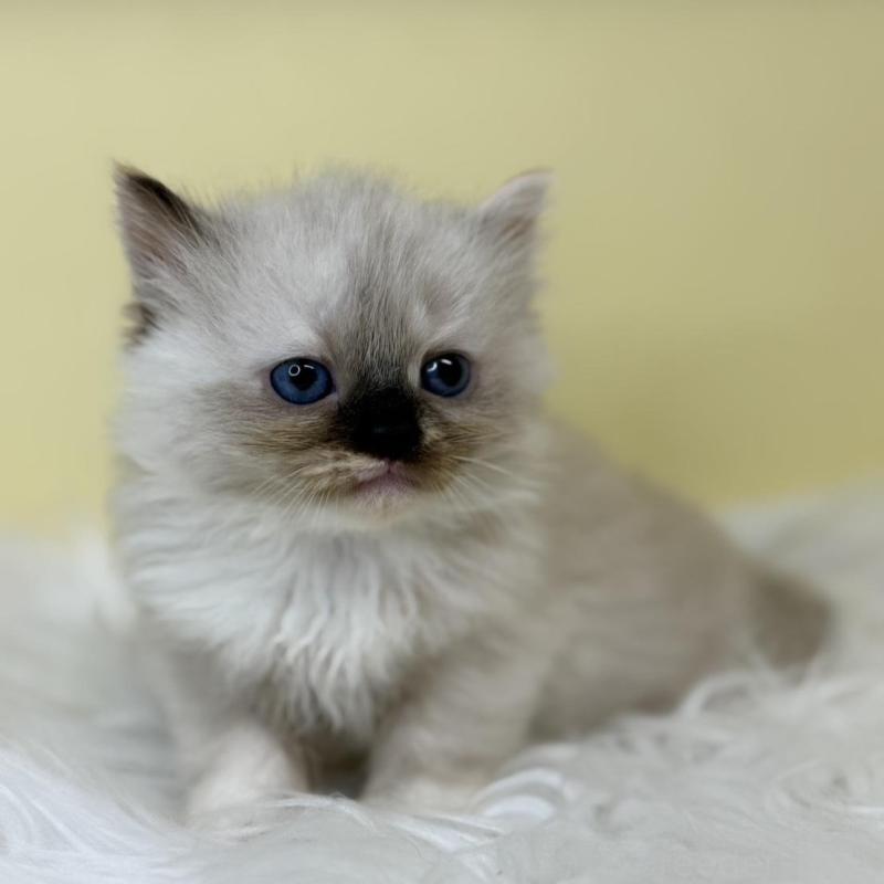 販売中の埼玉県のラグドール-137222の4枚目