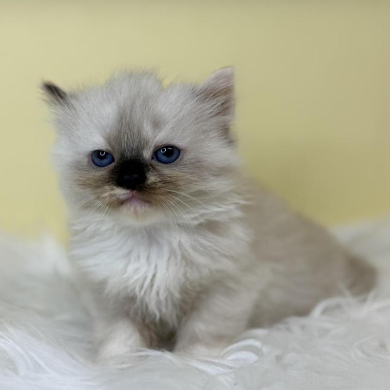 販売中の埼玉県のラグドール-137222の3枚目