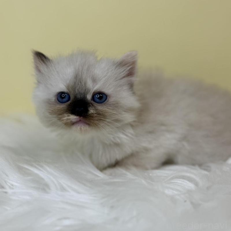 販売中の埼玉県のラグドール-137222の2枚目