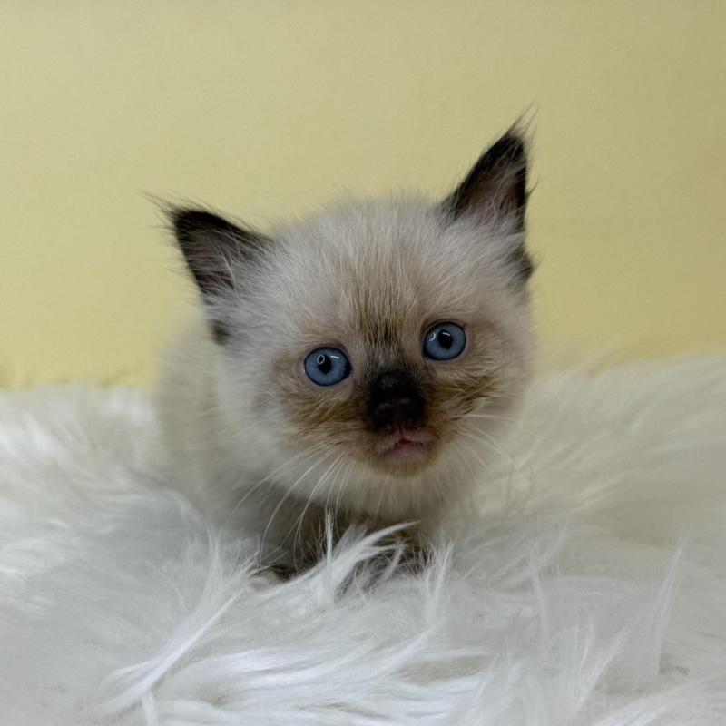 販売中の埼玉県のラグドール-137223の1枚目