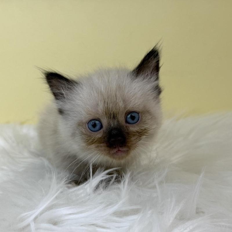 販売中の埼玉県のラグドール-137223の2枚目