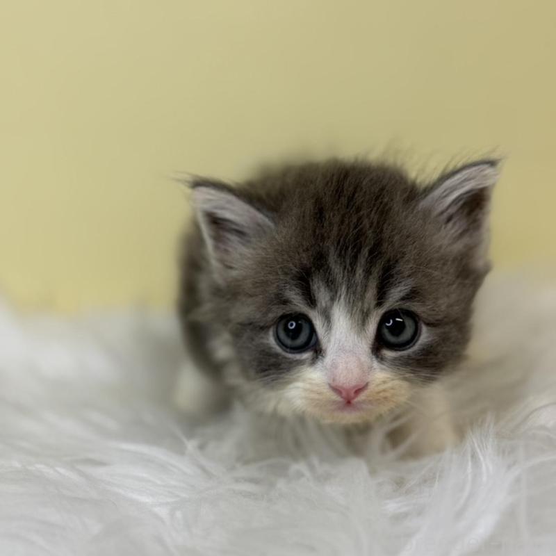 販売中の埼玉県のサイベリアン-137224の4枚目