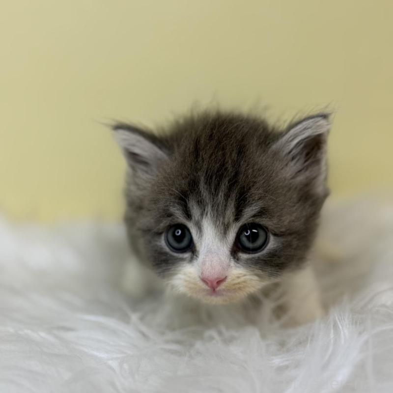 販売中の埼玉県のサイベリアン-137224の3枚目