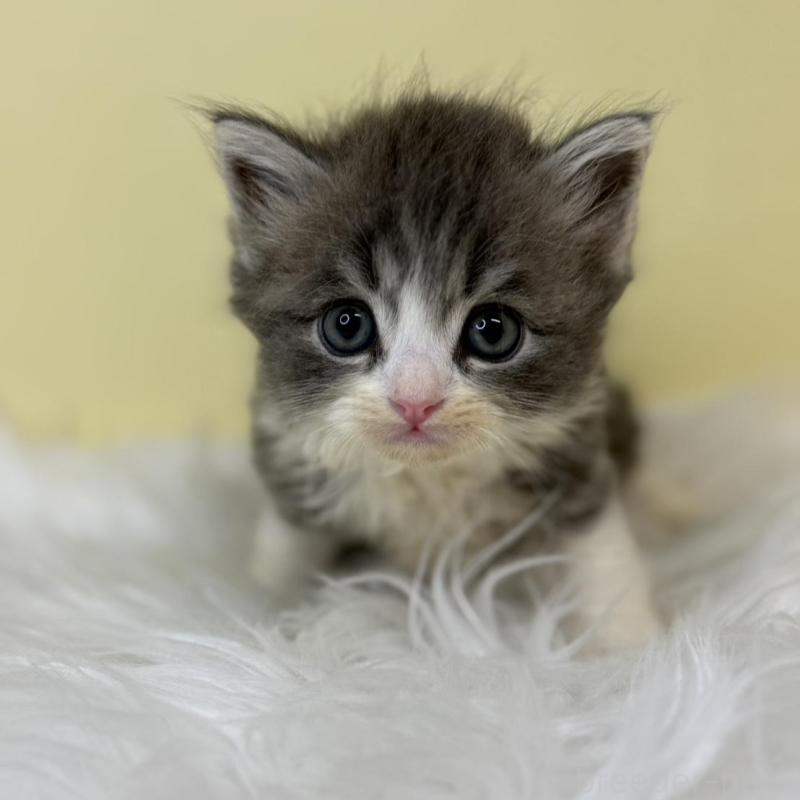 販売中の埼玉県のサイベリアン-137224の2枚目