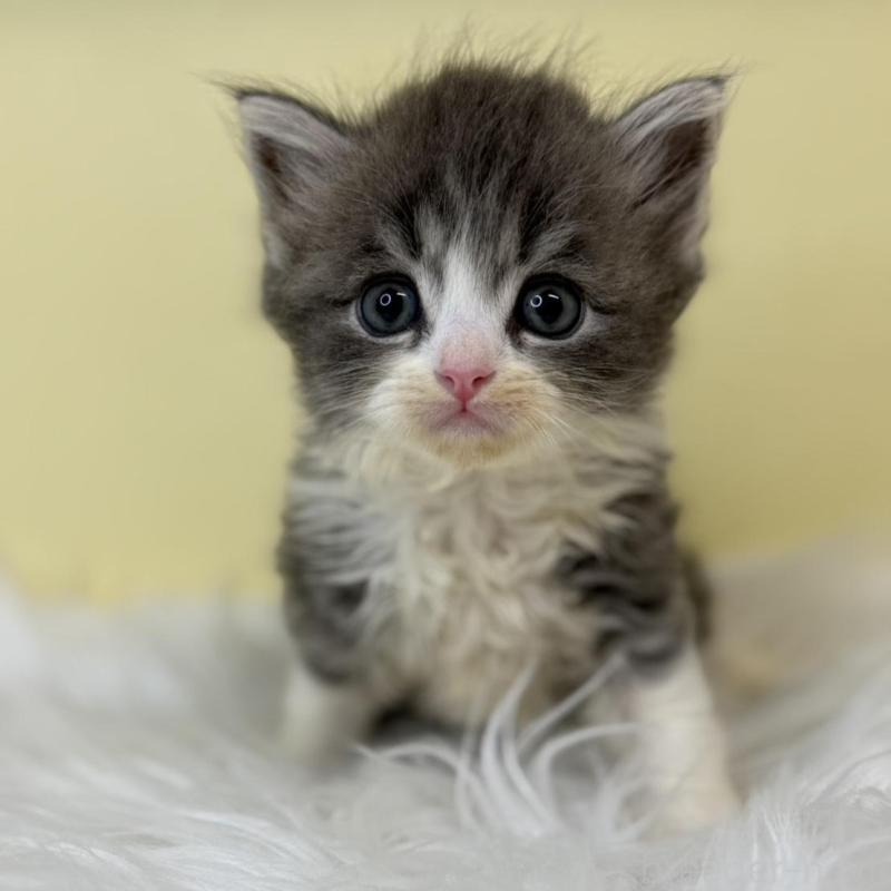 販売中の埼玉県のサイベリアン-137224の1枚目