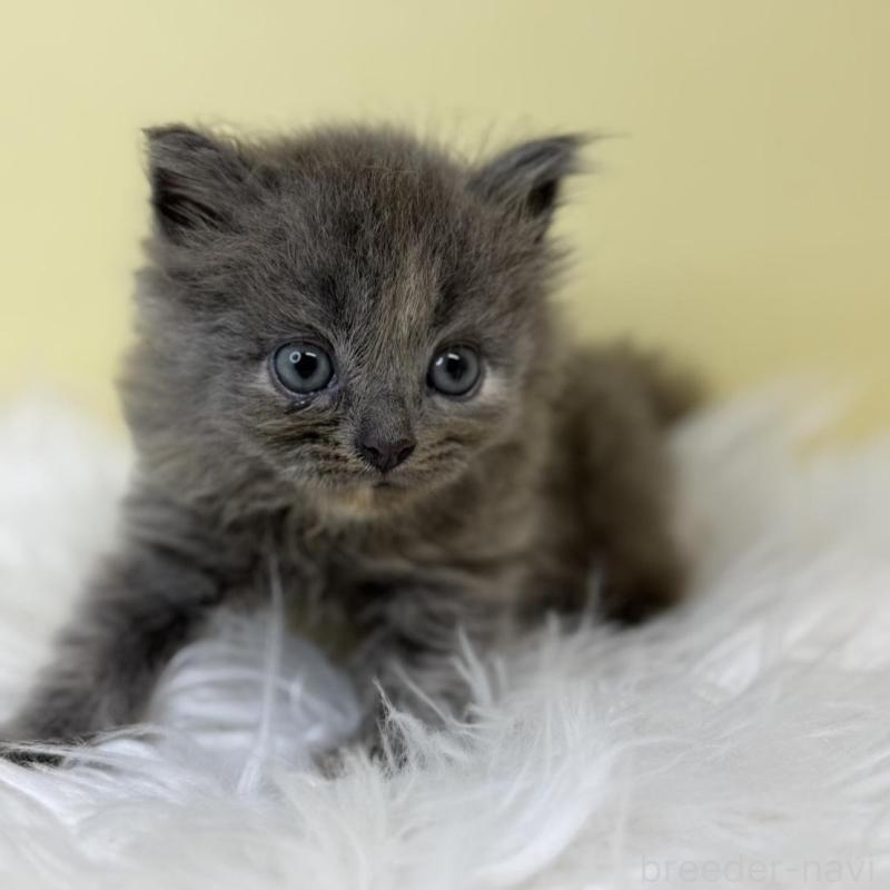 販売中の埼玉県のサイベリアン-137225の4枚目