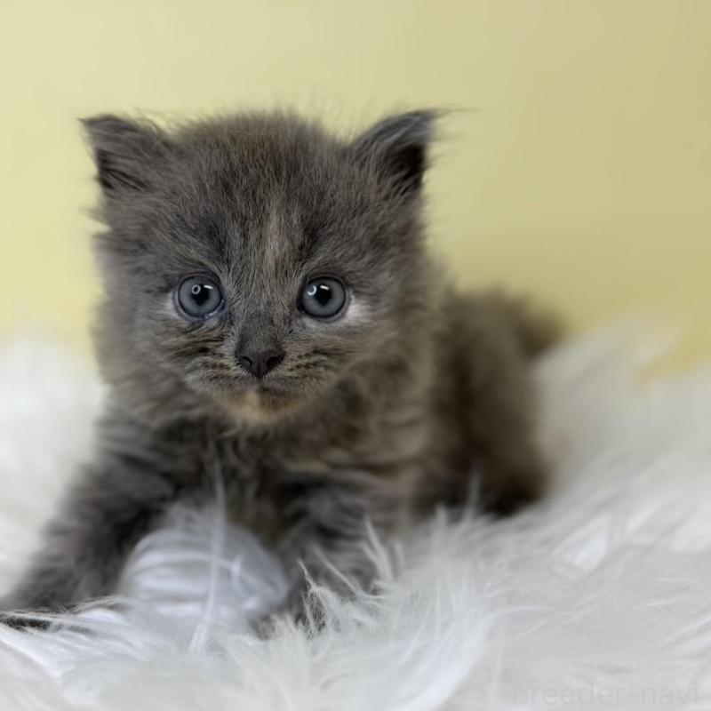 販売中の埼玉県のサイベリアン-137225の3枚目