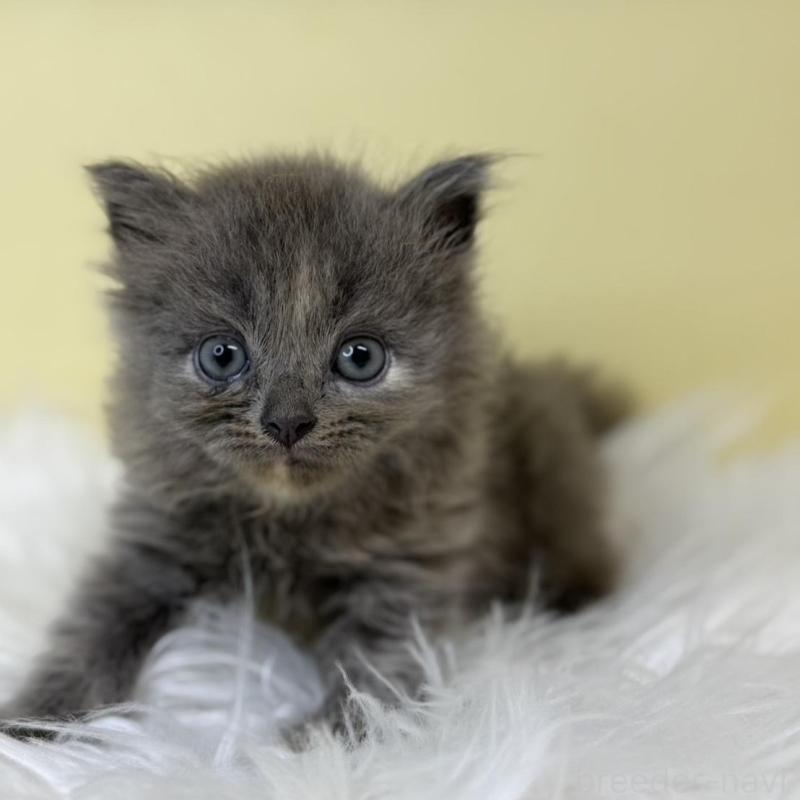 販売中の埼玉県のサイベリアン-137225の2枚目