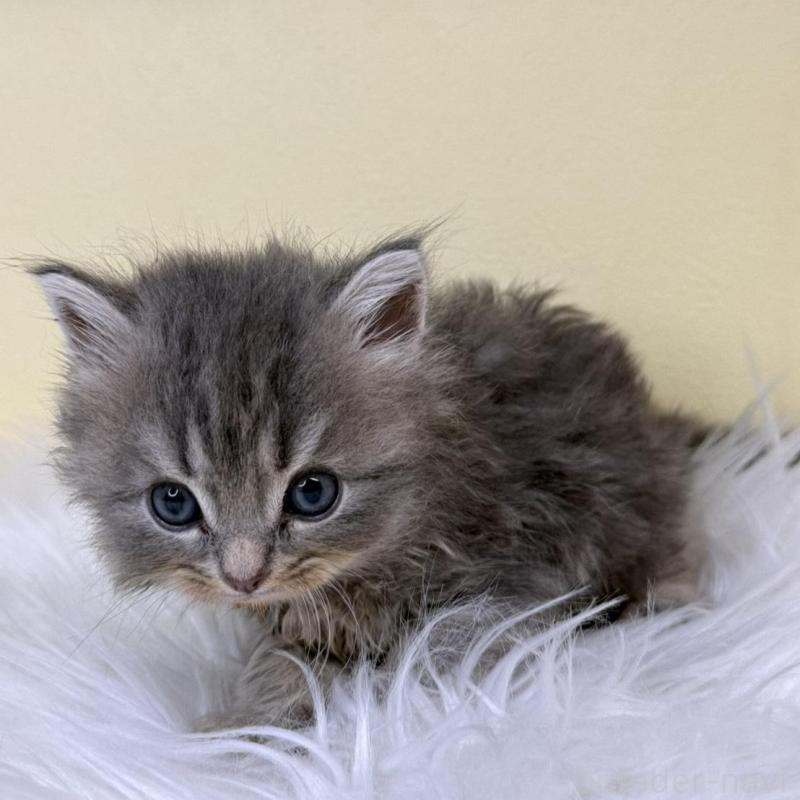 販売中の埼玉県のサイベリアン-137226の4枚目