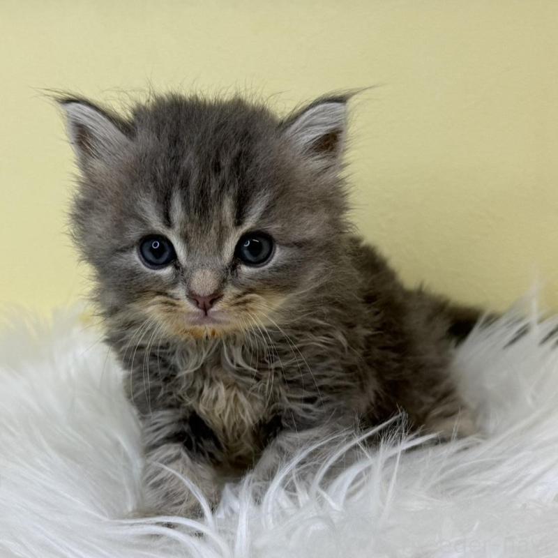 販売中の埼玉県のサイベリアン-137226の1枚目