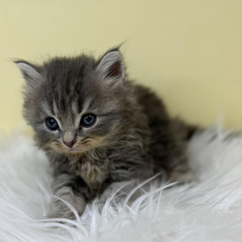 販売中の埼玉県のサイベリアン-137226の3枚目