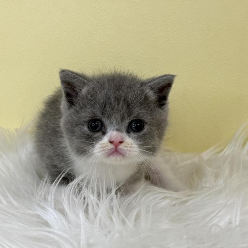 販売中の埼玉県のスコティッシュフォールド-137227の1枚目