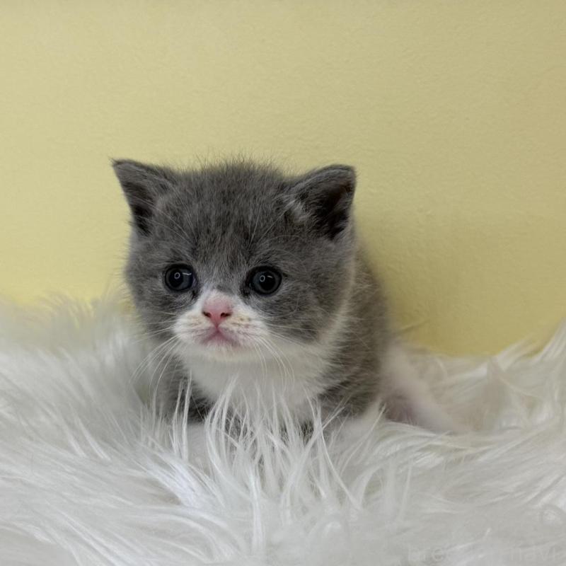 販売中の埼玉県のスコティッシュフォールド-137227の3枚目