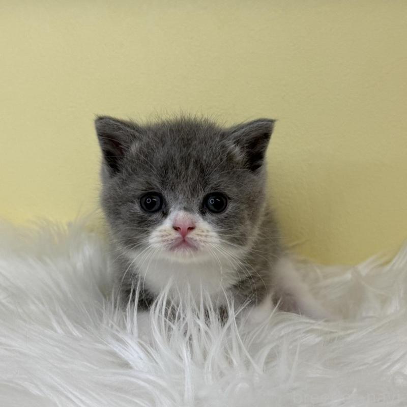 販売中の埼玉県のスコティッシュフォールド-137227の2枚目