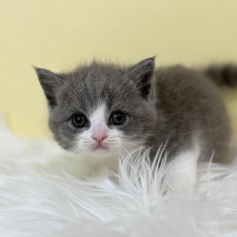 販売中の埼玉県のスコティッシュフォールド-137228の4枚目