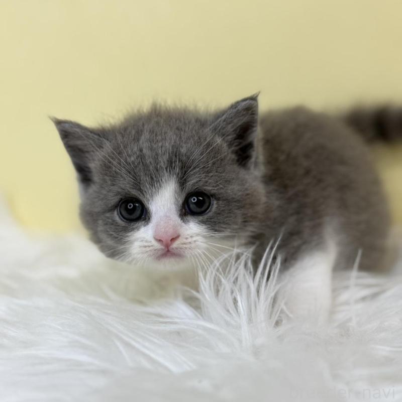 販売中の埼玉県のスコティッシュフォールド-137228の1枚目