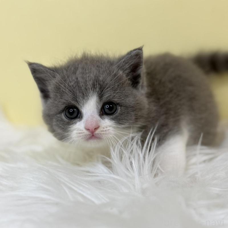 販売中の埼玉県のスコティッシュフォールド-137228の3枚目