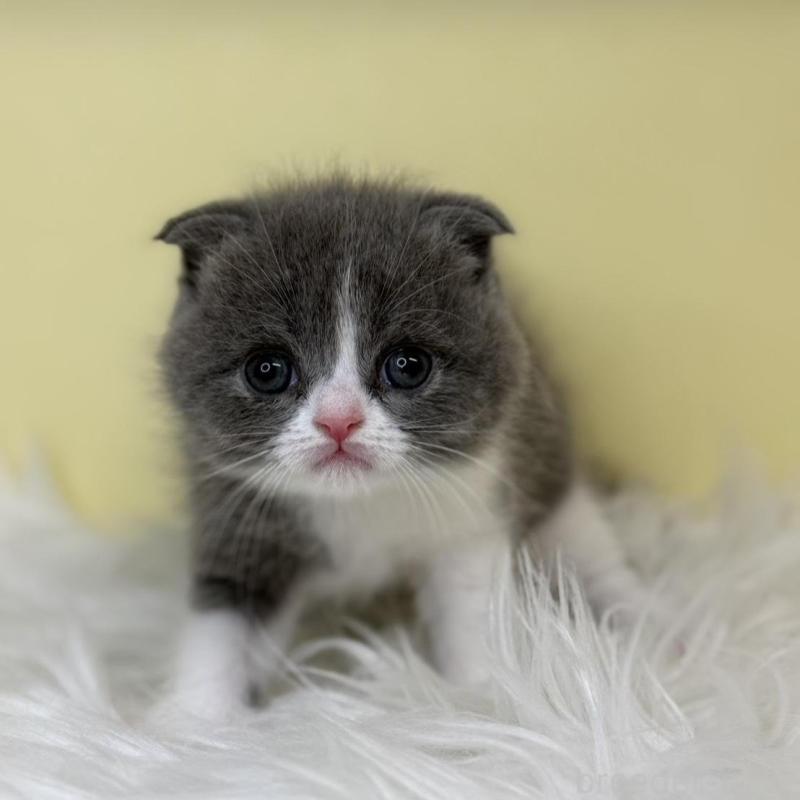 販売中の埼玉県のスコティッシュフォールド(折れ耳)-137229の1枚目