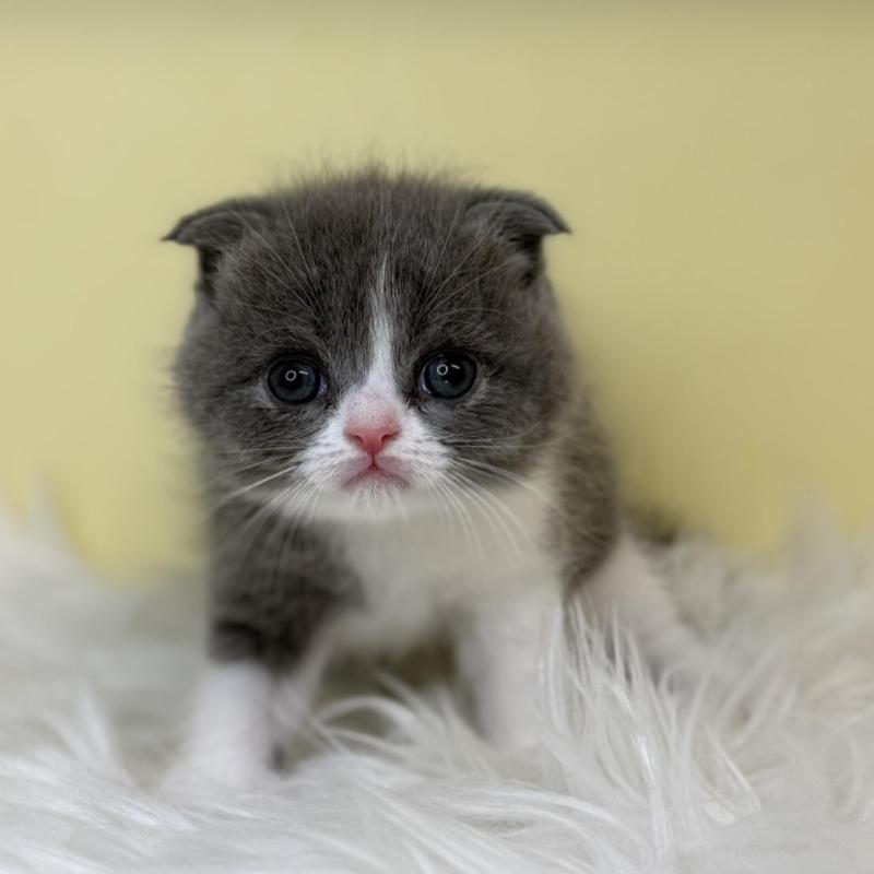 販売中の埼玉県のスコティッシュフォールド(折れ耳)-137229の4枚目