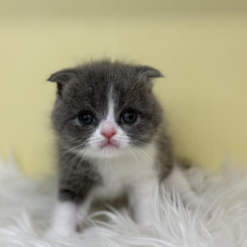 販売中の埼玉県のスコティッシュフォールド(折れ耳)-137229の3枚目