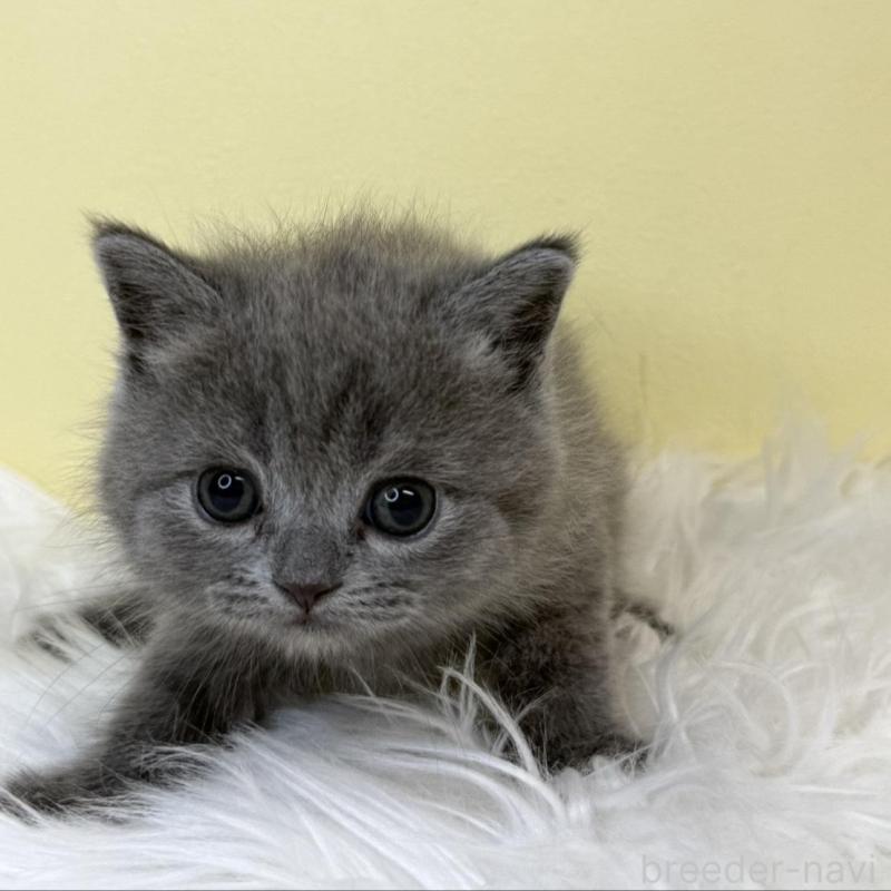 販売中の埼玉県のスコティッシュフォールド-137231の1枚目