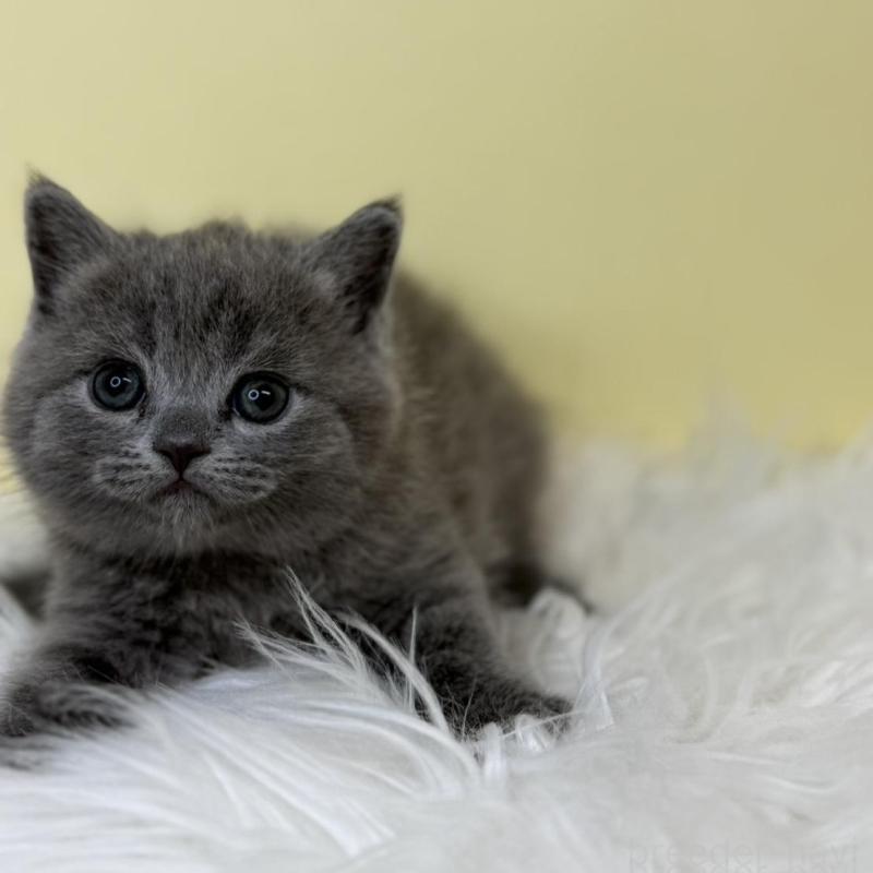 販売中の埼玉県のスコティッシュフォールド-137231の3枚目