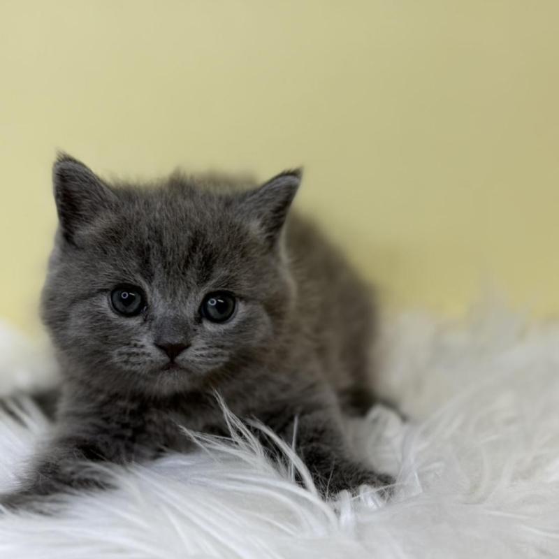 販売中の埼玉県のスコティッシュフォールド-137231の2枚目