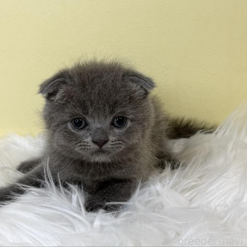 販売中の埼玉県のスコティッシュフォールド(折れ耳)-137232の1枚目