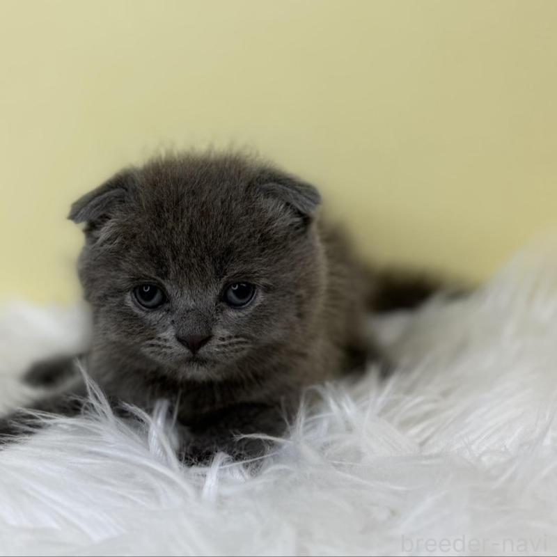 販売中の埼玉県のスコティッシュフォールド(折れ耳)-137232の3枚目