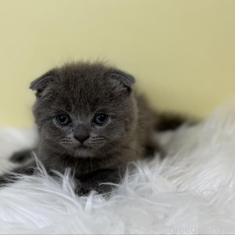 販売中の埼玉県のスコティッシュフォールド(折れ耳)-137232の2枚目