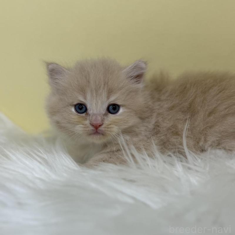 販売中の埼玉県のサイベリアン-137233の1枚目