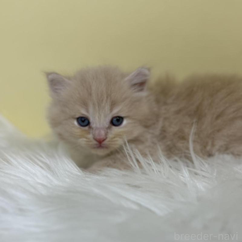 販売中の埼玉県のサイベリアン-137233の4枚目