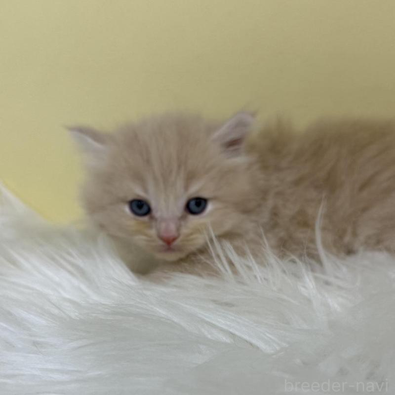 販売中の埼玉県のサイベリアン-137233の3枚目