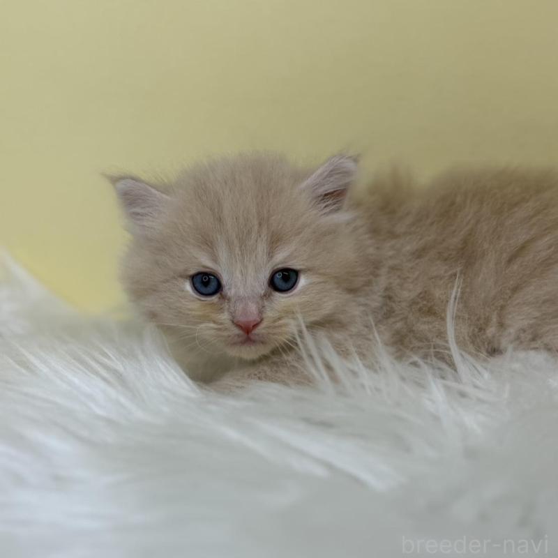 販売中の埼玉県のサイベリアン-137233の2枚目