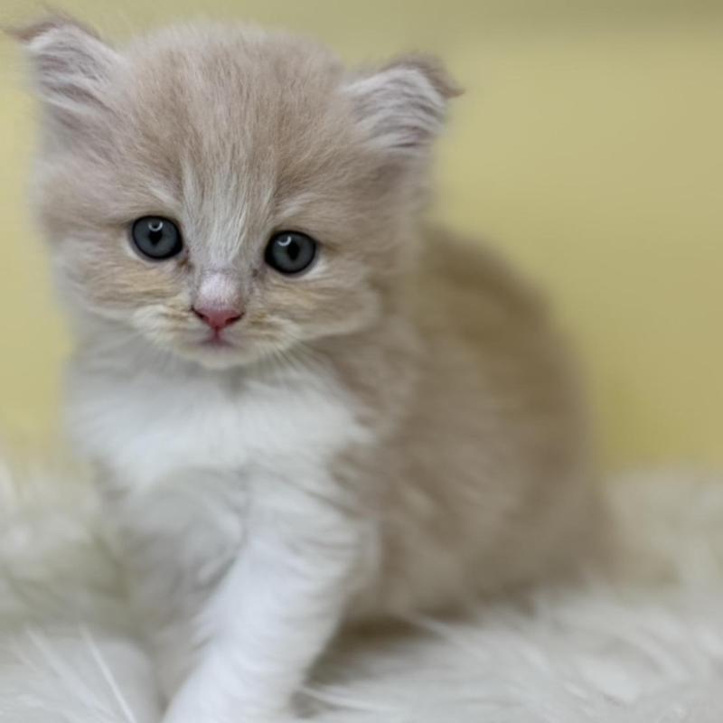 販売中の埼玉県のサイベリアン-137234の4枚目