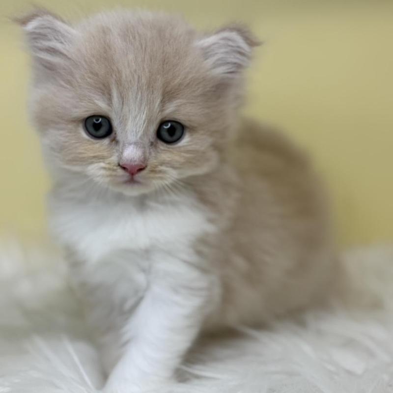 販売中の埼玉県のサイベリアン-137234の3枚目